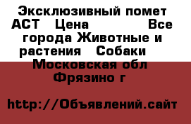 Эксклюзивный помет АСТ › Цена ­ 30 000 - Все города Животные и растения » Собаки   . Московская обл.,Фрязино г.